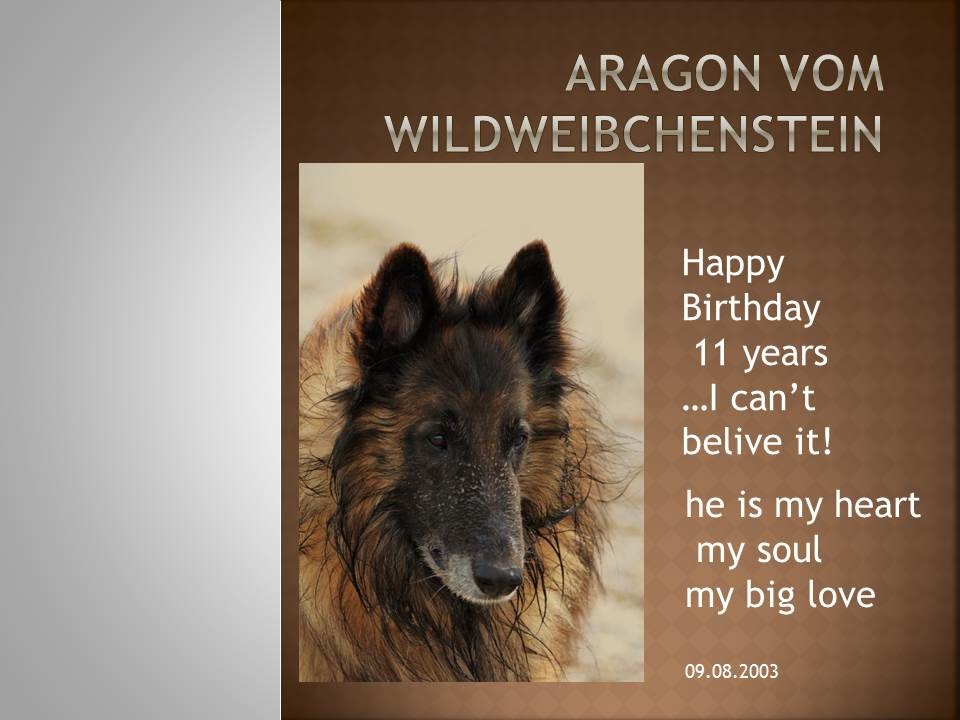 Aragon_vom_Wildweibchenstein_11_Jahre