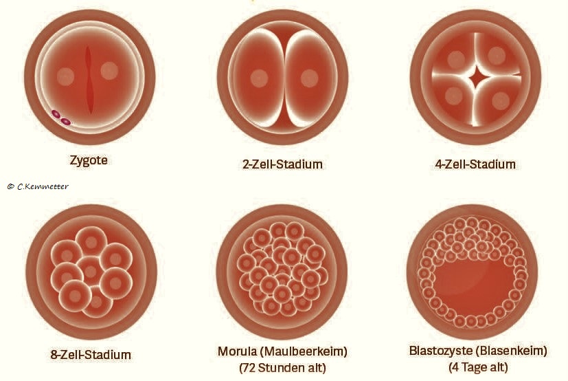 Dieses Bild hat ein leeres Alt-Attribut. Der Dateiname ist Zellteilung-.jpg